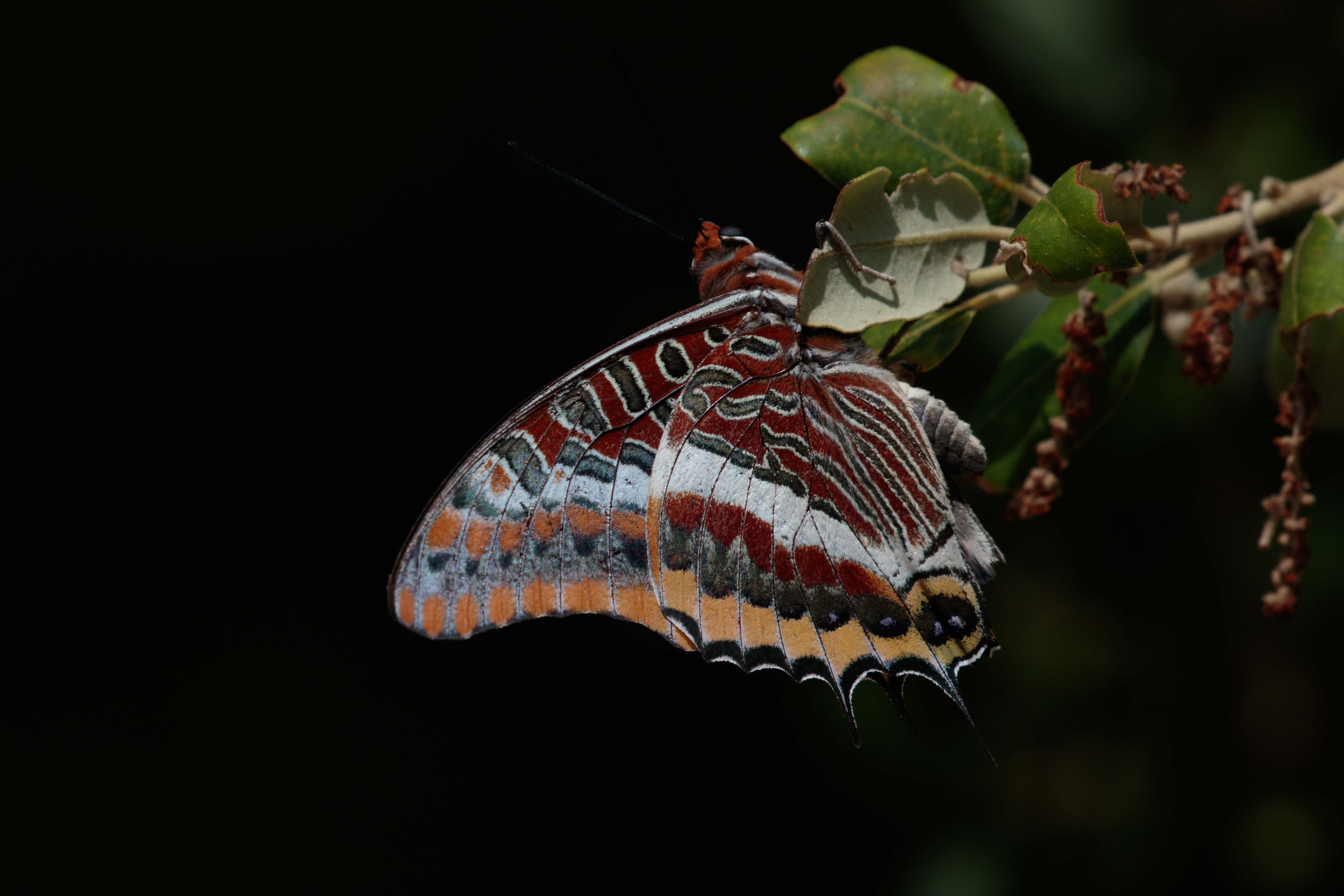 Miniature